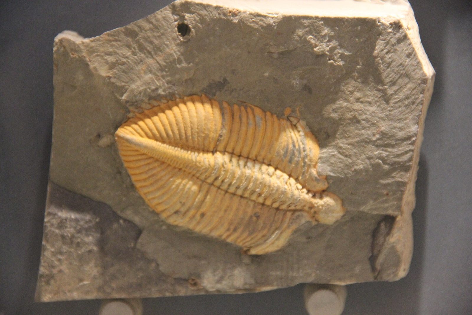 A trilobite fossil — cast and imprint in pale stone.